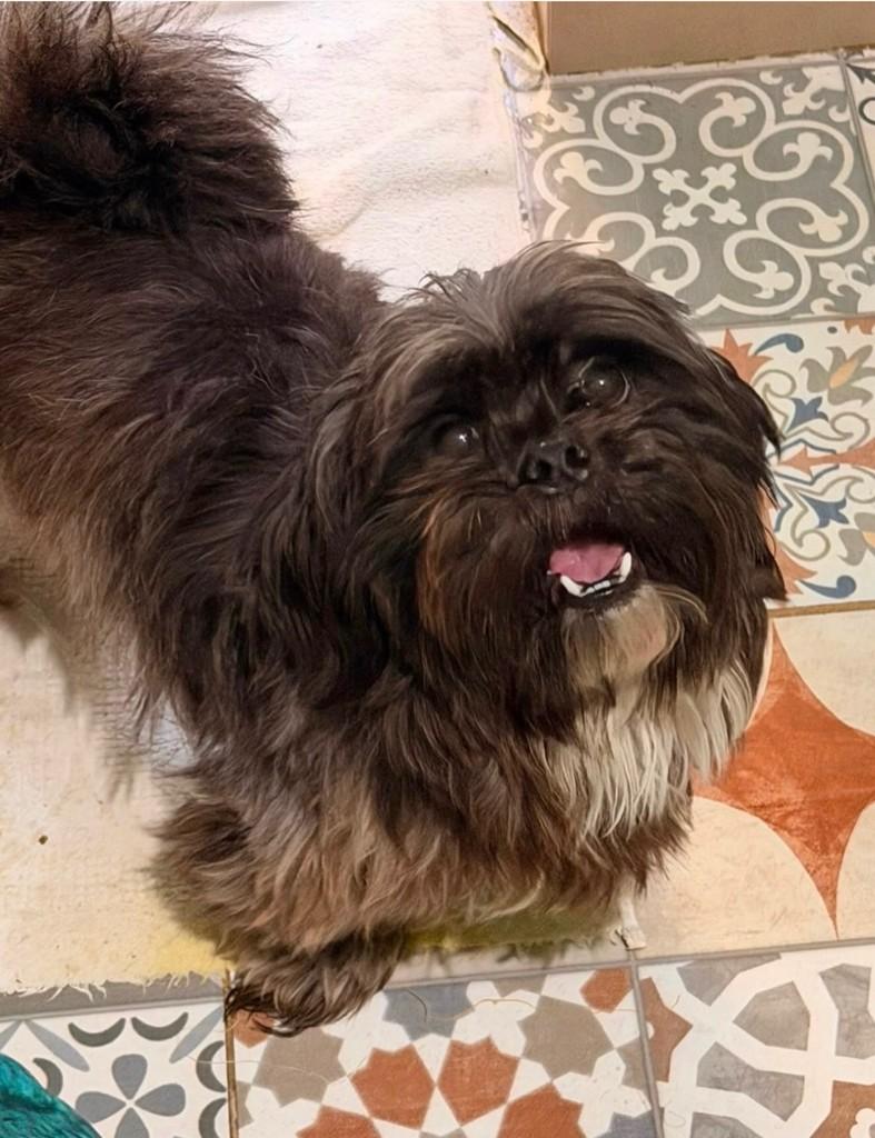 Pietro, cachorro de porte pequeno para adoção em Cotia - SP