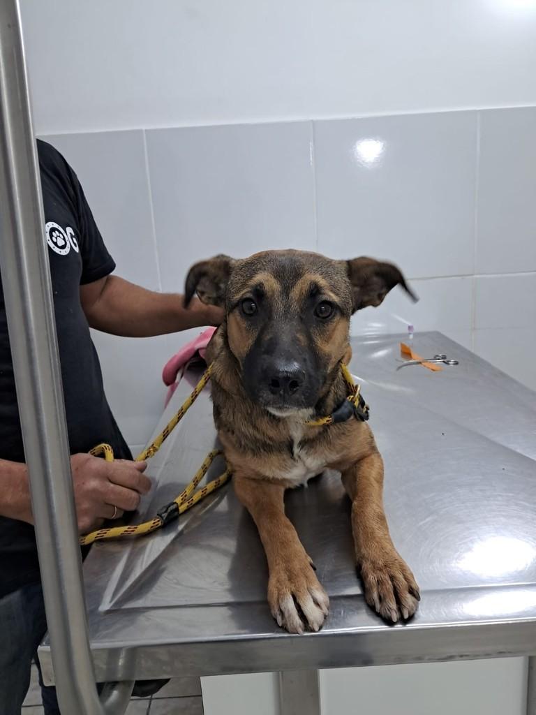 Luz, cadela de porte pequeno para adoção em São Paulo - SP