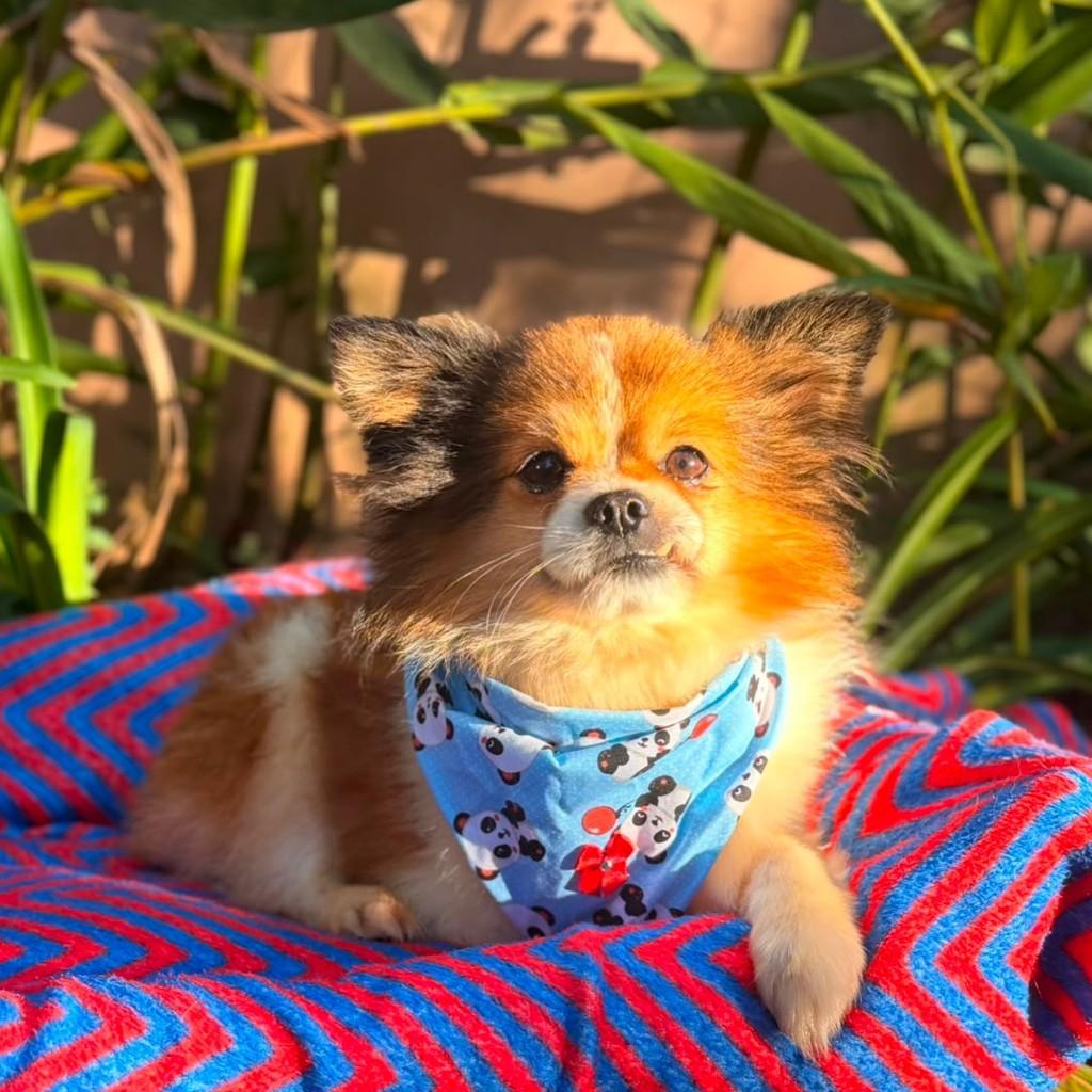 Arthur, cachorro de porte pequeno para adoção em Osasco - SP