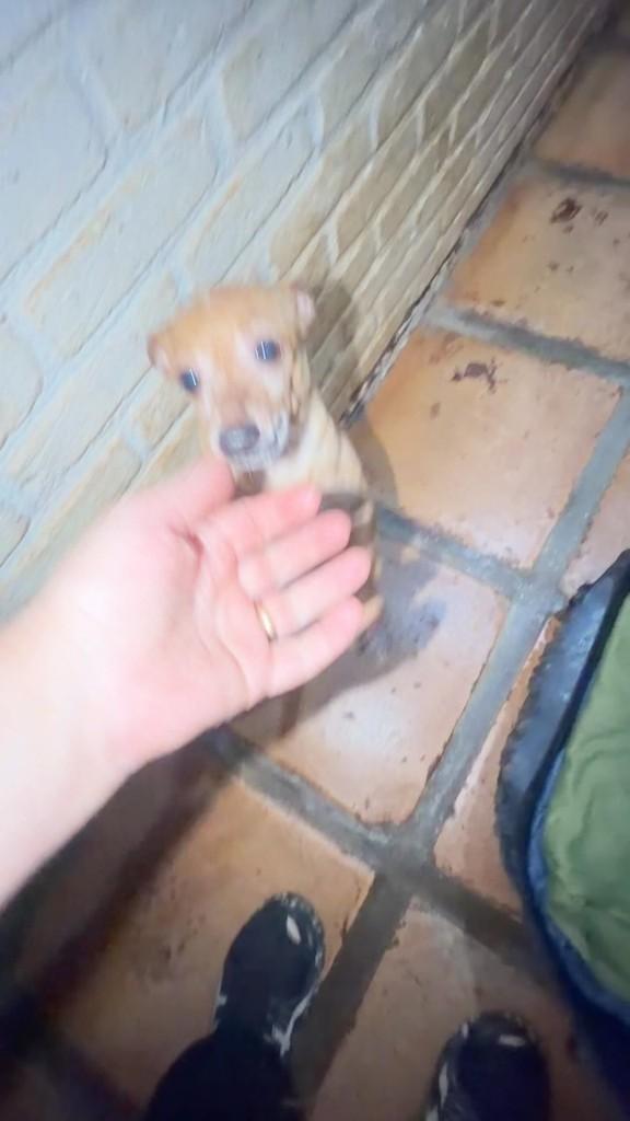 Laika, cachorro de porte pequeno para adoção em São Paulo - SP