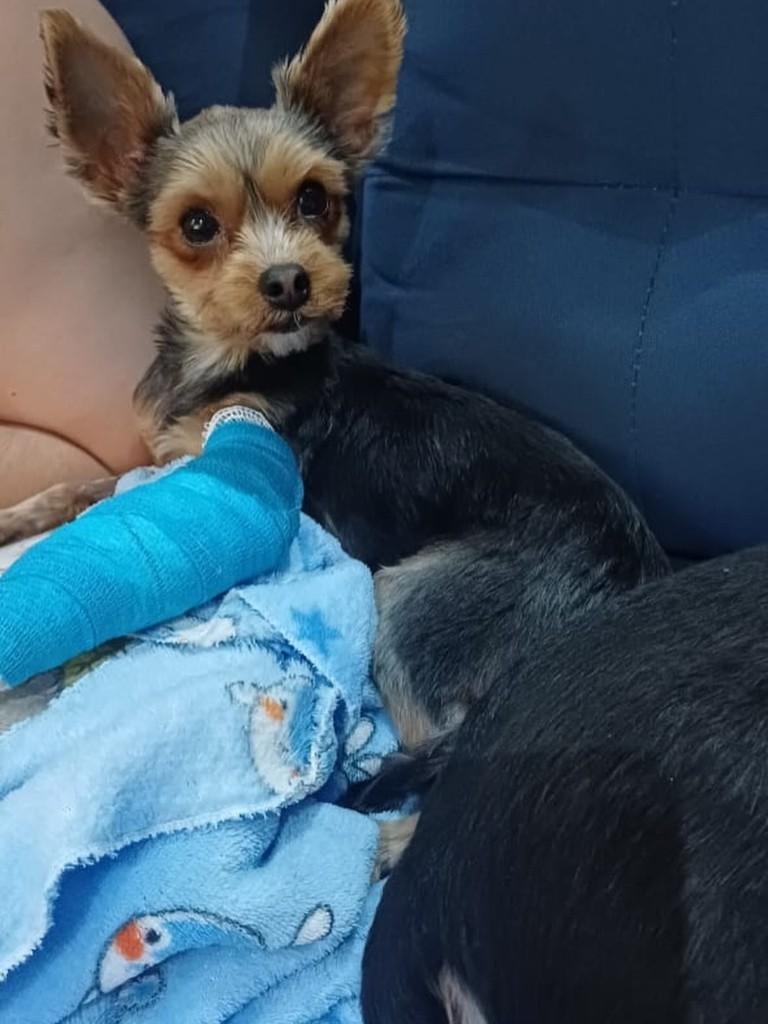 Rick, cachorro de porte pequeno para adoção em Cotia - SP