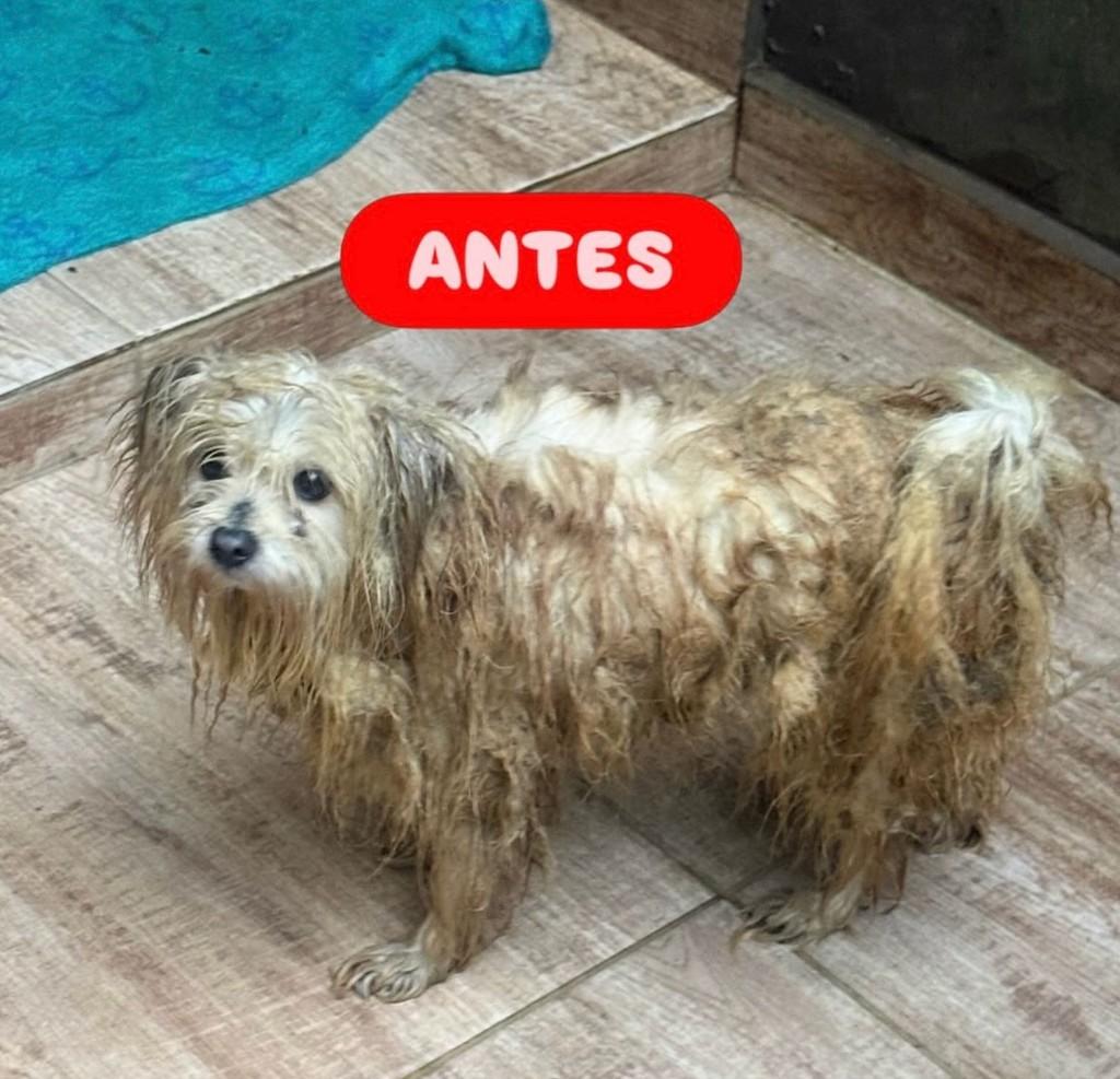 Camille, cadela de porte pequeno para adoção em Osasco - SP