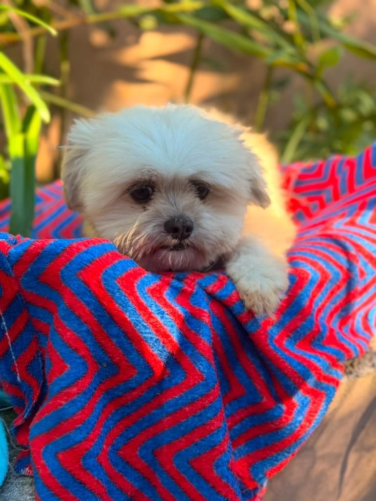 Diego, cachorro de porte grande para adoção em Osasco - SP