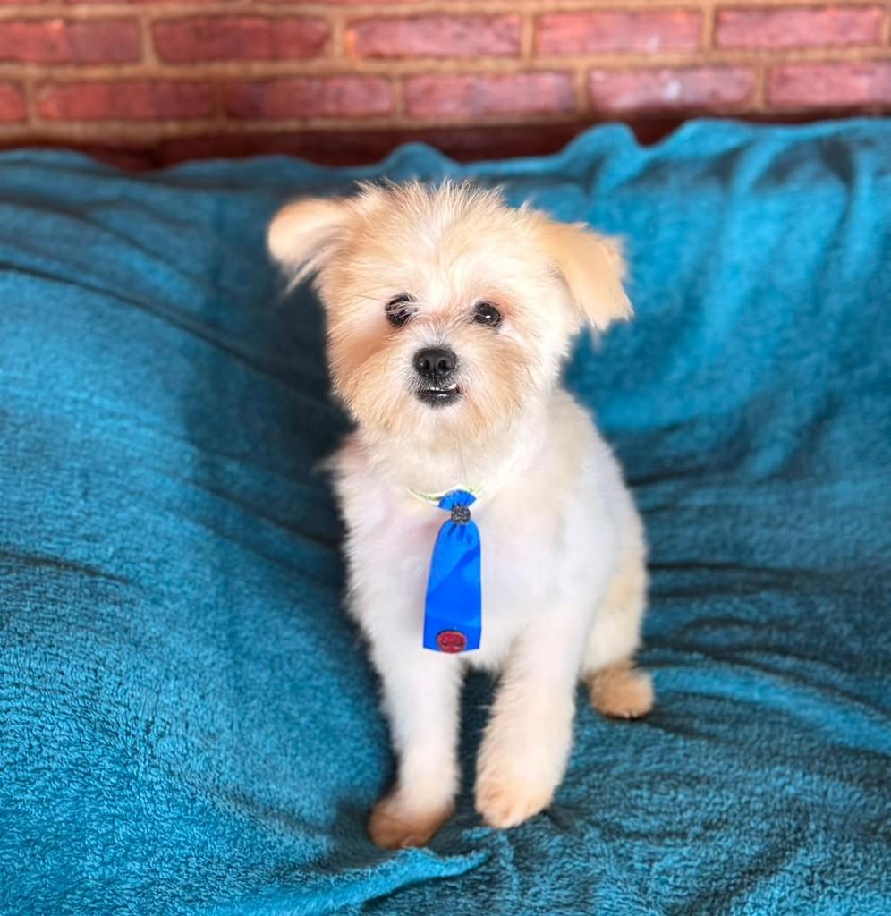 Patrick, cachorro de porte grande para adoção em Osasco - SP