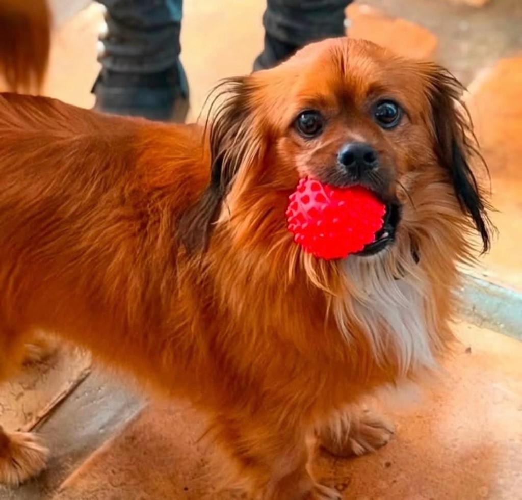 Brido, cachorro de porte pequeno para adoção em Cotia - SP