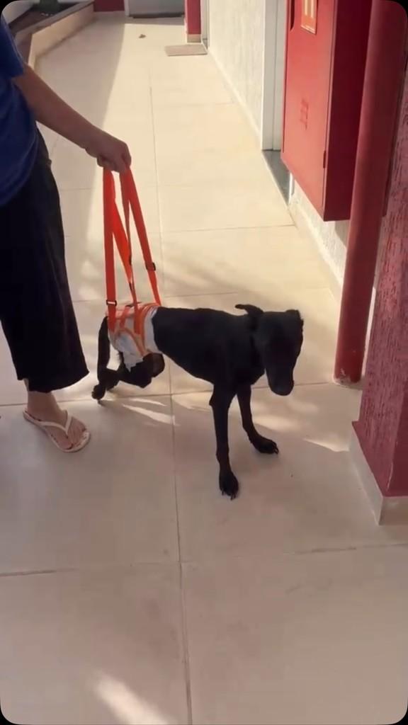 Samuel, cachorro de porte pequeno para adoção em São Paulo - SP