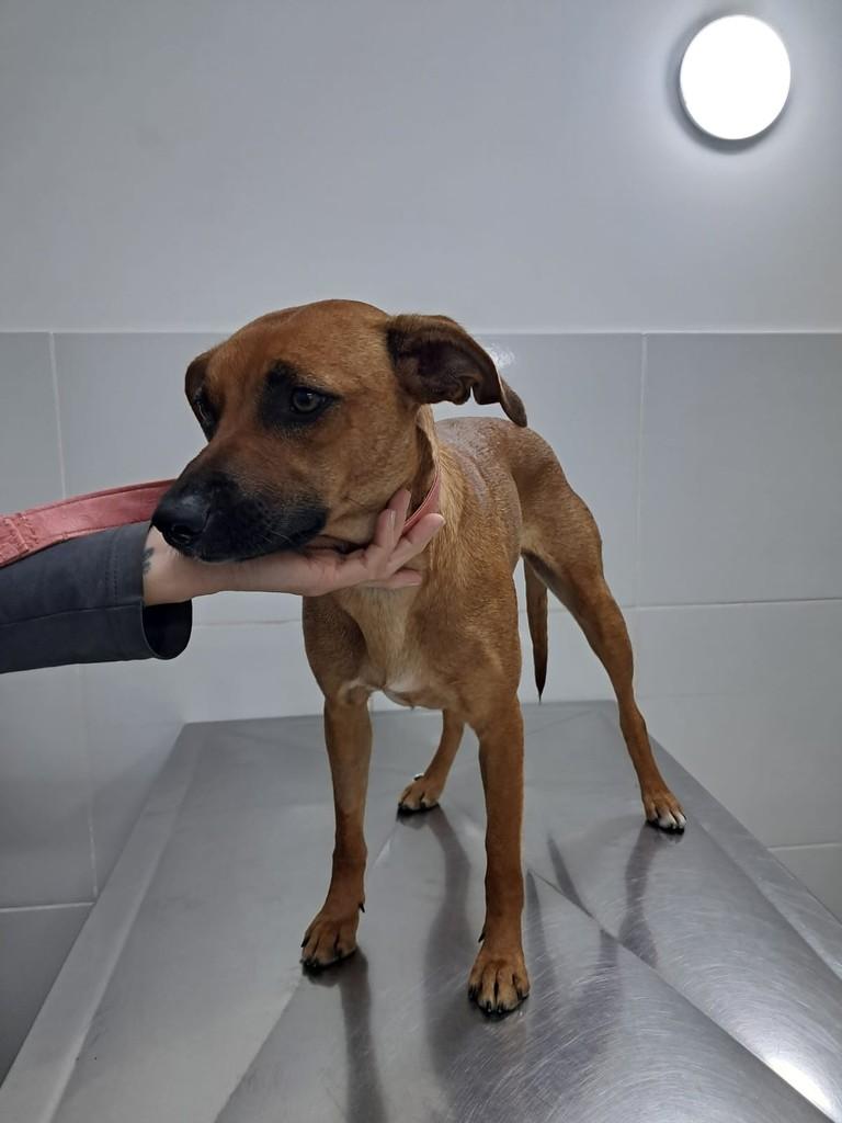 Amora, cadela de porte pequeno para adoção em São Paulo - SP