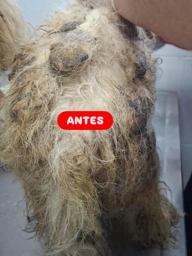 Sophie, cadela de porte pequeno para adoção em Osasco - SP