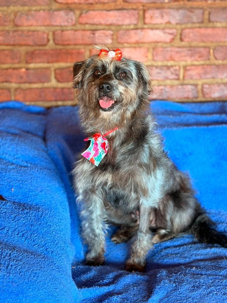Maggie, cadela de porte pequeno para adoção em Cotia - SP