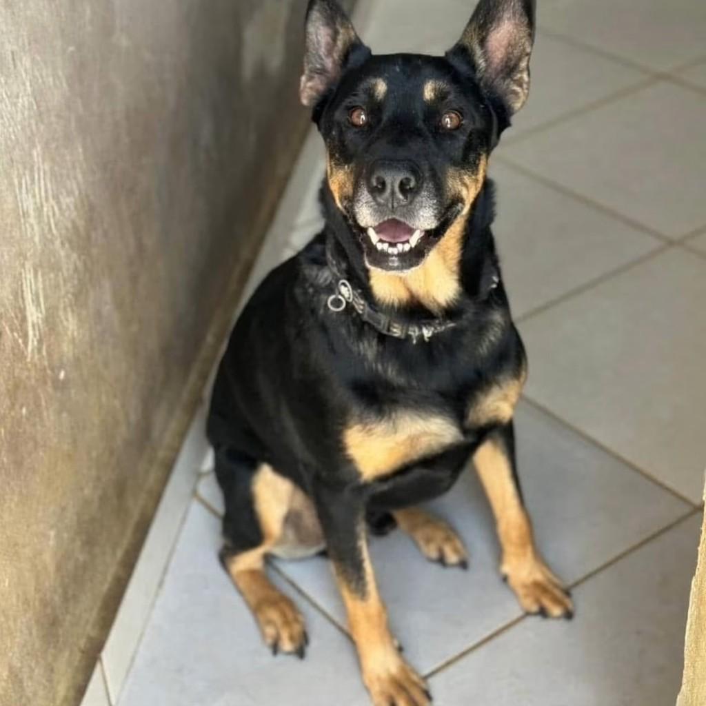 Esperança, cachorro de porte grande para adoção em Cotia - SP