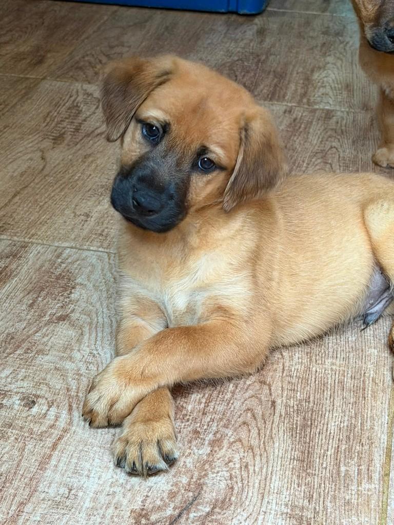 Caqui, cachorro de porte médio para adoção em Cotia - SP
