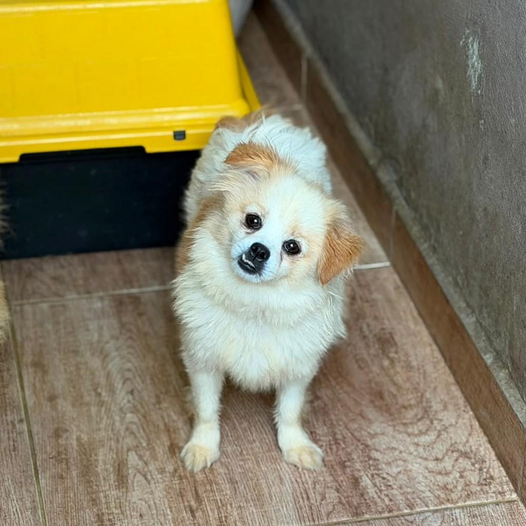 Princesa Sabrina, cachorro de porte pequeno para adoção em Osasco - SP