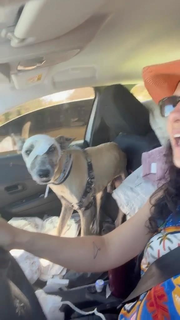 Dollar Maranhão, cachorro de porte médio para adoção em São Paulo - SP