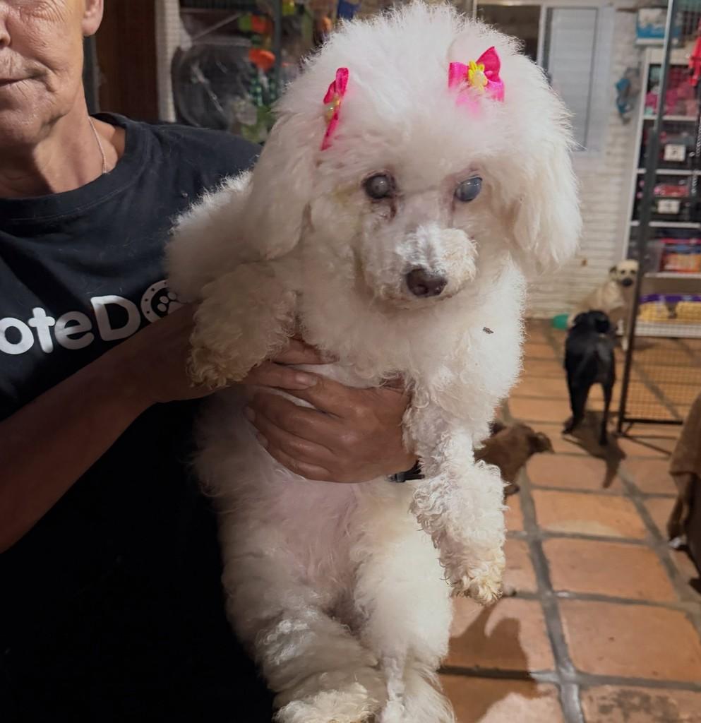 Pérola, cachorro de porte pequeno para adoção em São Paulo - SP