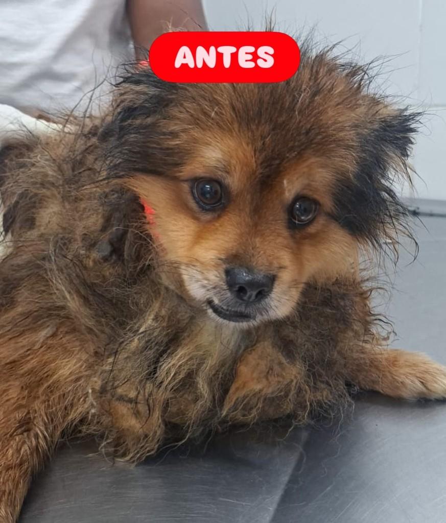 Yogi, cachorro de porte pequeno para adoção em Osasco - SP