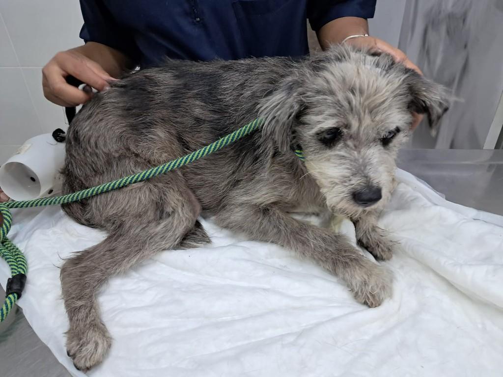 Ernesto, cachorro de porte pequeno para adoção em São Paulo - SP
