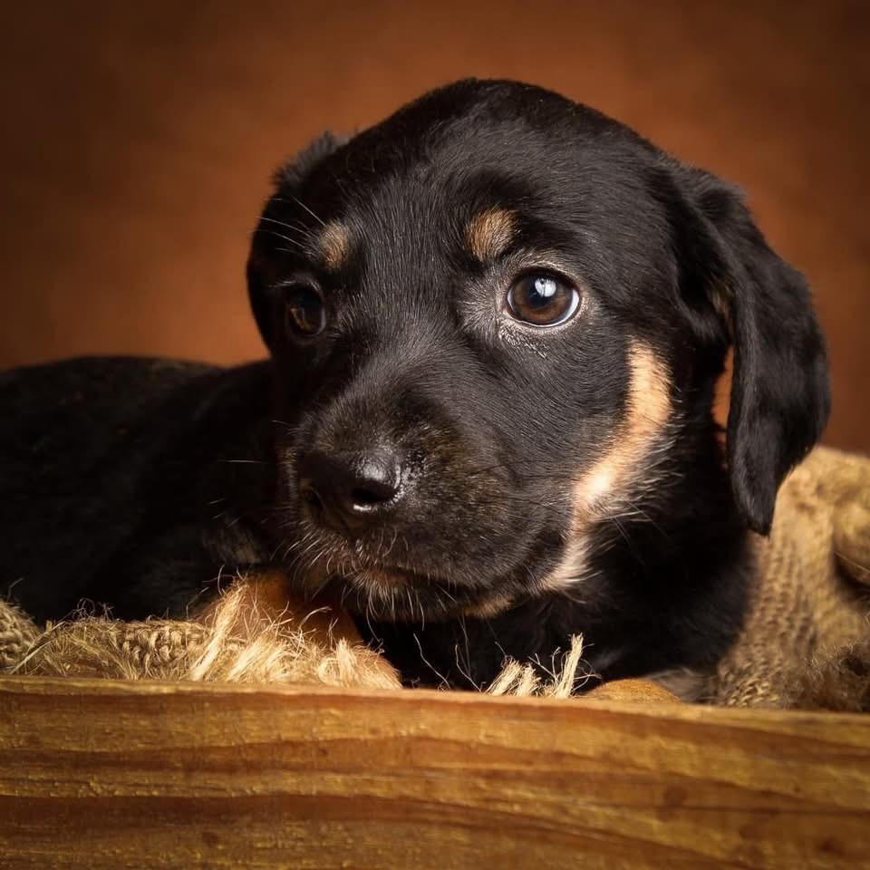 Jorge, cachorro de porte médio para adoção em Cotia - SP