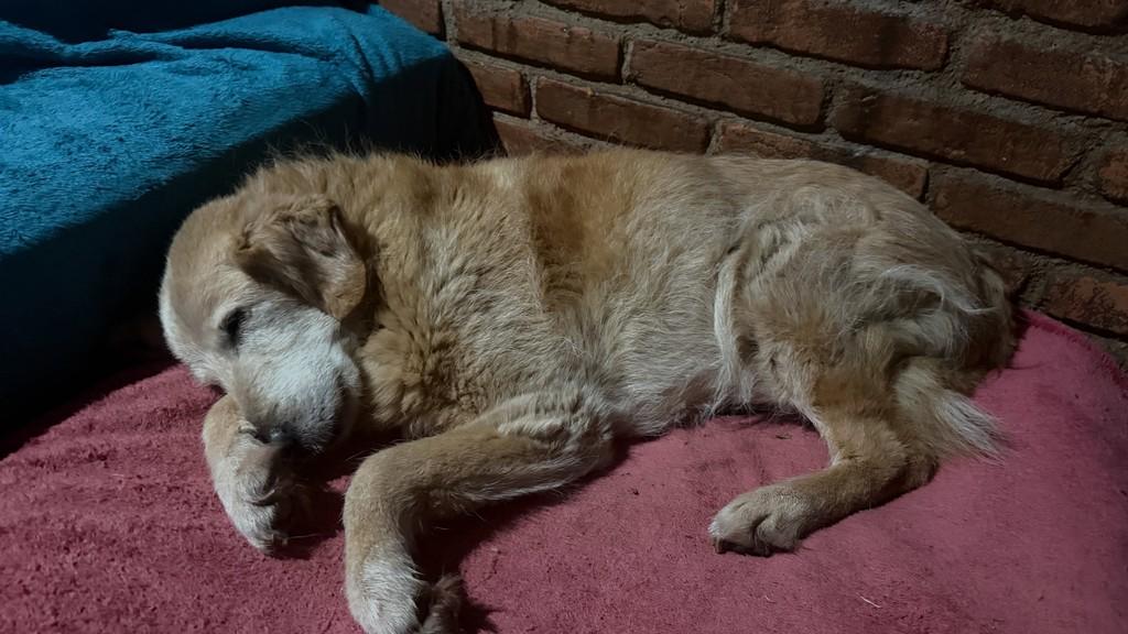 Bingo, cachorro de porte médio para adoção em Cotia - SP