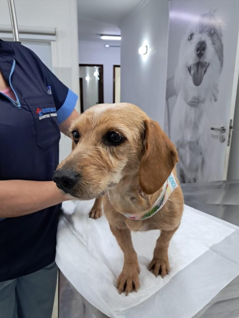 Sofía, cadela de porte pequeno para adoção em São Paulo - SP