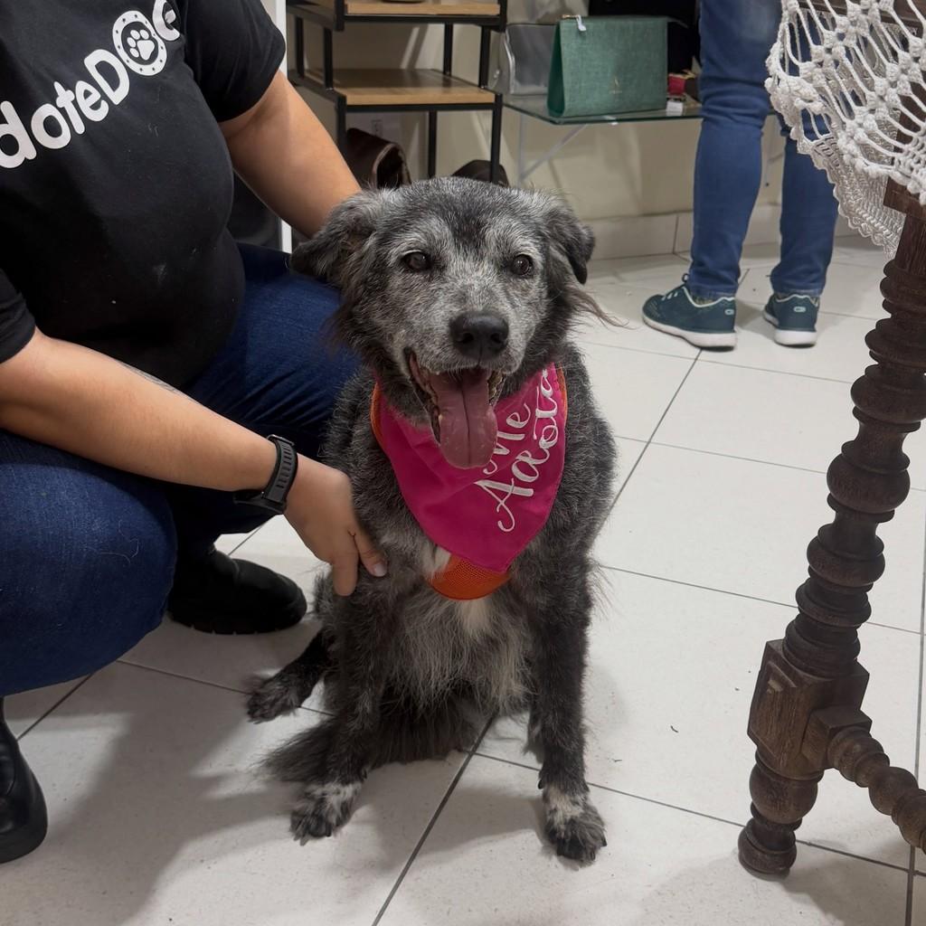 Fênix, cachorro de porte médio para adoção em São Paulo - SP