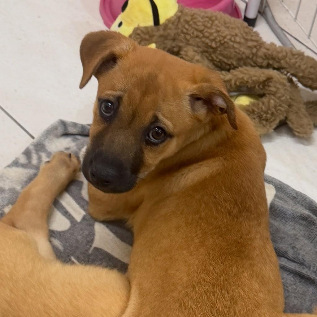 Cereja, cadela de porte pequeno para adoção em Cotia - SP — foto 3 de 3