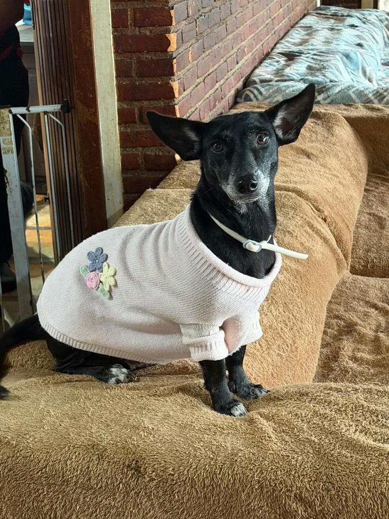 Moana, cachorro de porte pequeno para adoção em Cotia - SP