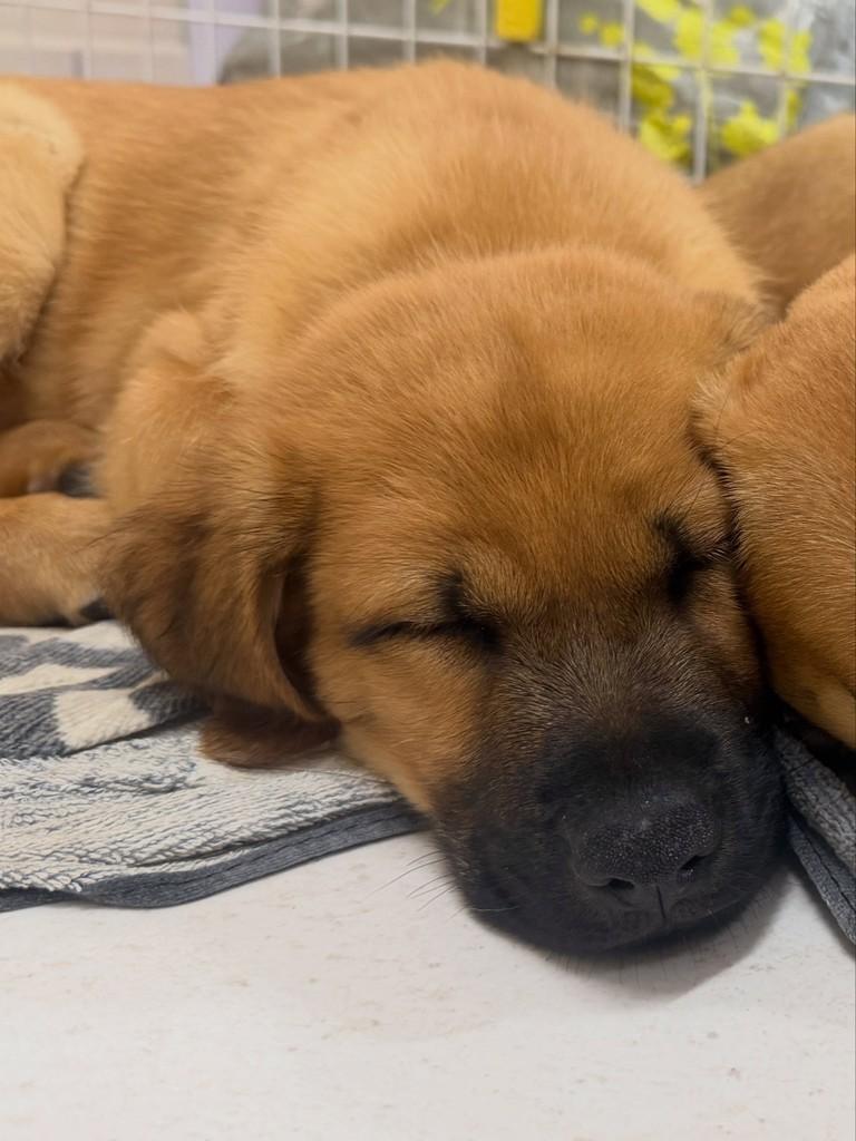 Figo, cachorro de porte médio para adoção em Cotia - SP