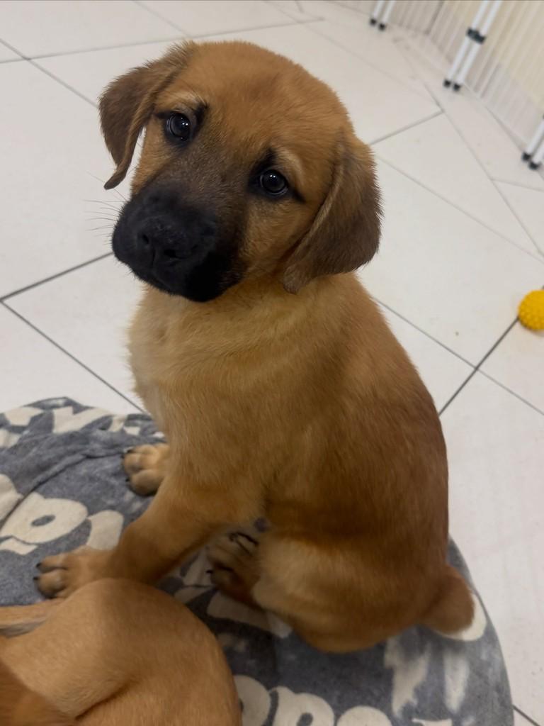 Figo, cachorro de porte médio para adoção em Cotia - SP — foto 2 de 2