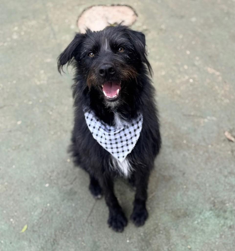 Tutty, cachorro de porte pequeno para adoção em Cotia - SP