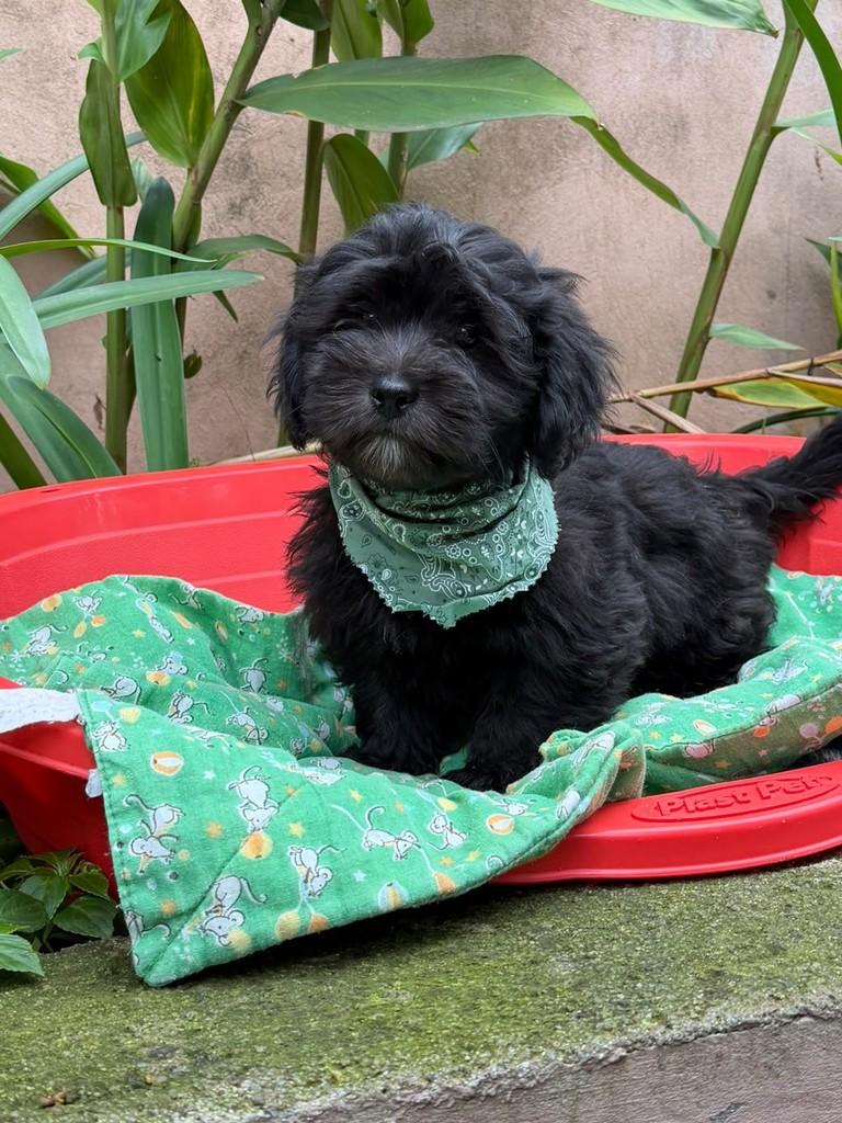 Amorito da Mamãe Amora, cachorro de porte médio para adoção em Cotia - SP