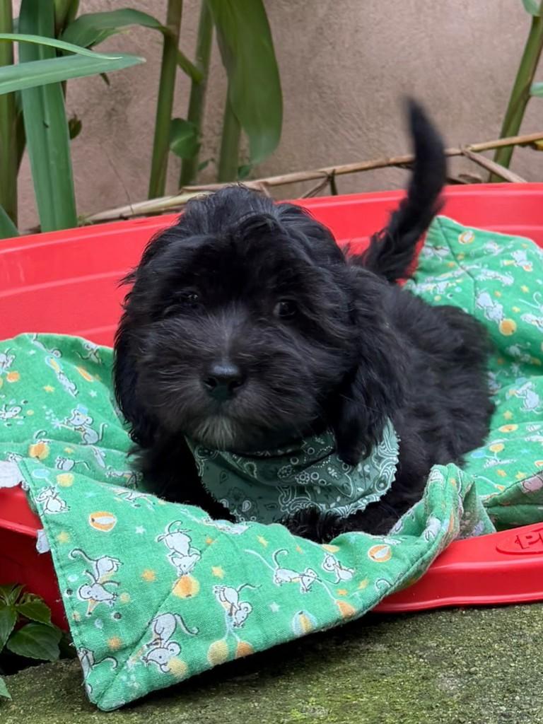 Amorito da Mamãe Amora, cachorro de porte médio para adoção em Cotia - SP — foto 2 de 4