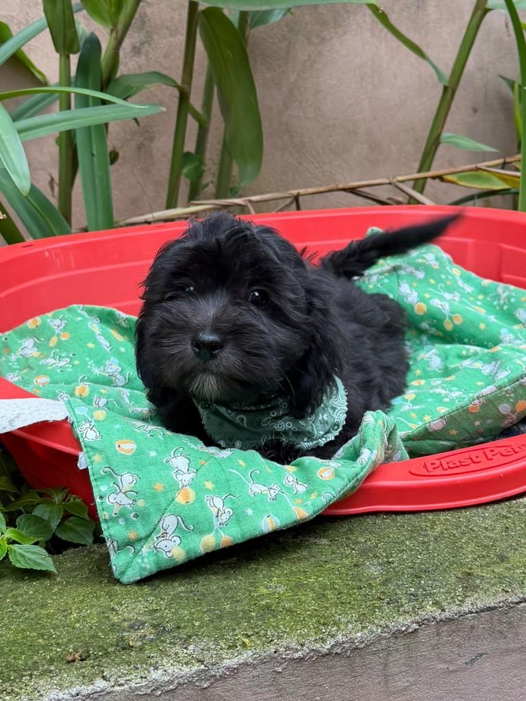 Amorito da Mamãe Amora, cachorro de porte médio para adoção em Cotia - SP — foto 3 de 4