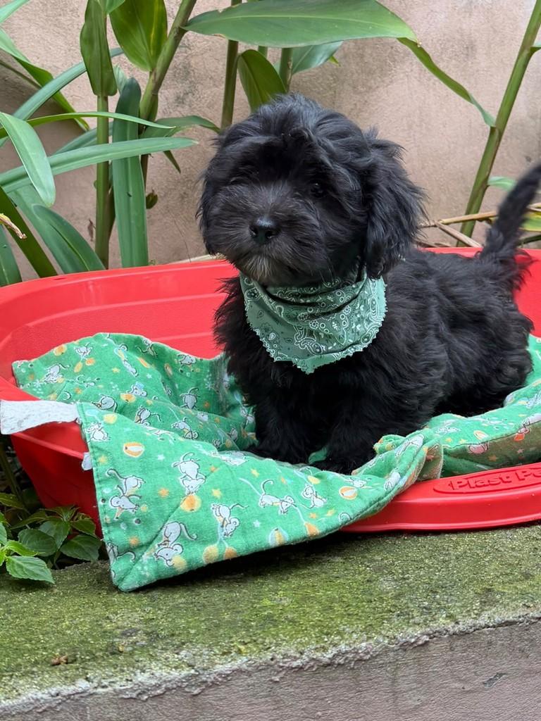 Amorito da Mamãe Amora, cachorro de porte médio para adoção em Cotia - SP — foto 4 de 4