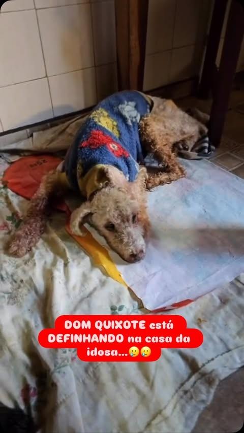 Dom Quixote, cachorro de porte pequeno para adoção em São Paulo - SP