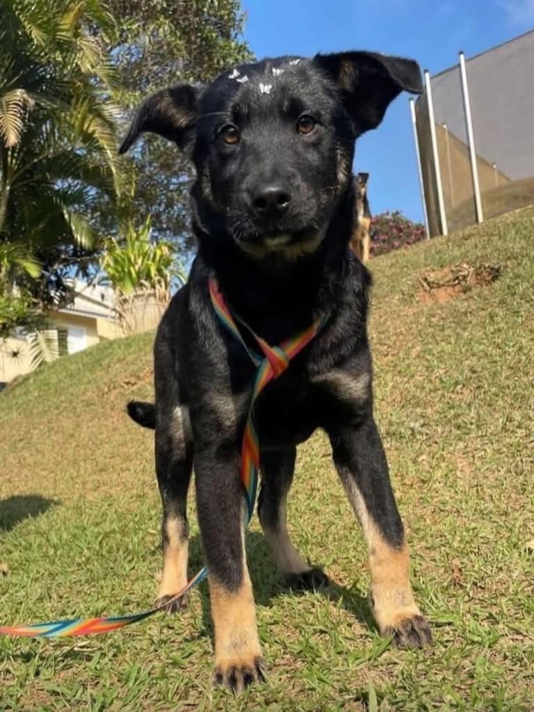 Joaninha, cadela de porte médio para adoção em Cotia - SP