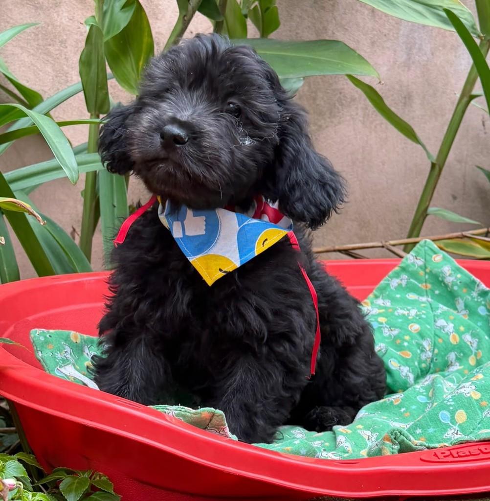 Amorito, cachorro de porte médio para adoção em Cotia - SP