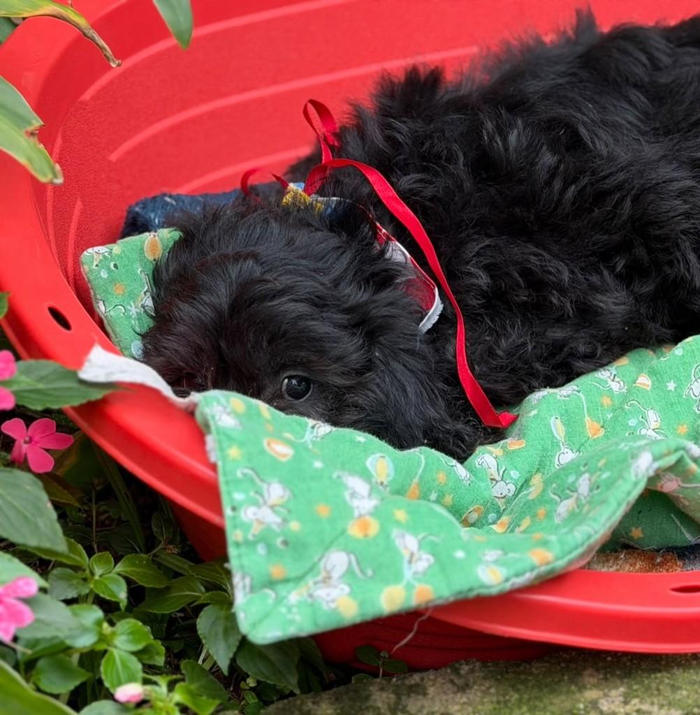Amorito, cachorro de porte médio para adoção em Cotia - SP — foto 2 de 4