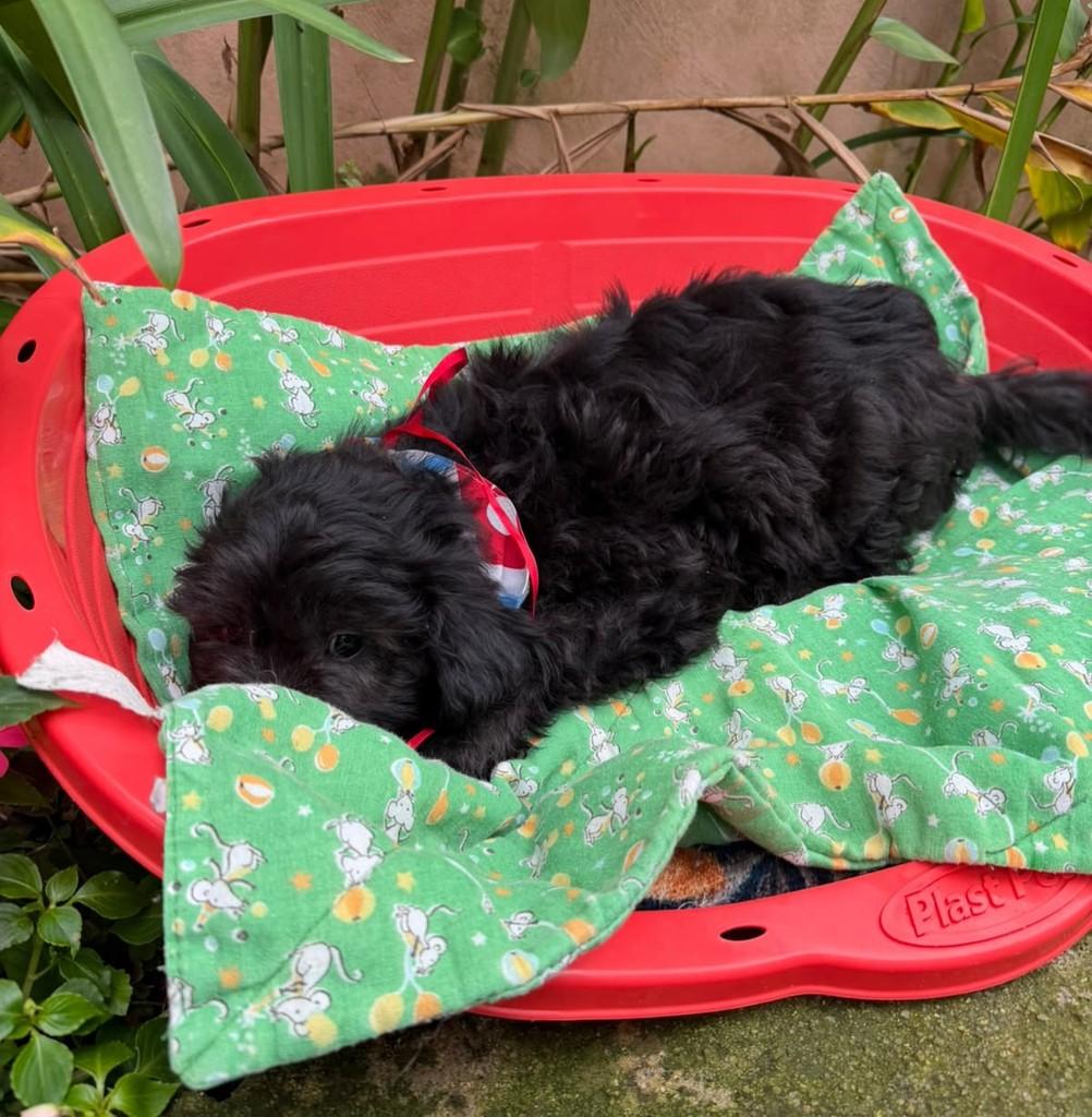 Amorito, cachorro de porte médio para adoção em Cotia - SP — foto 3 de 4