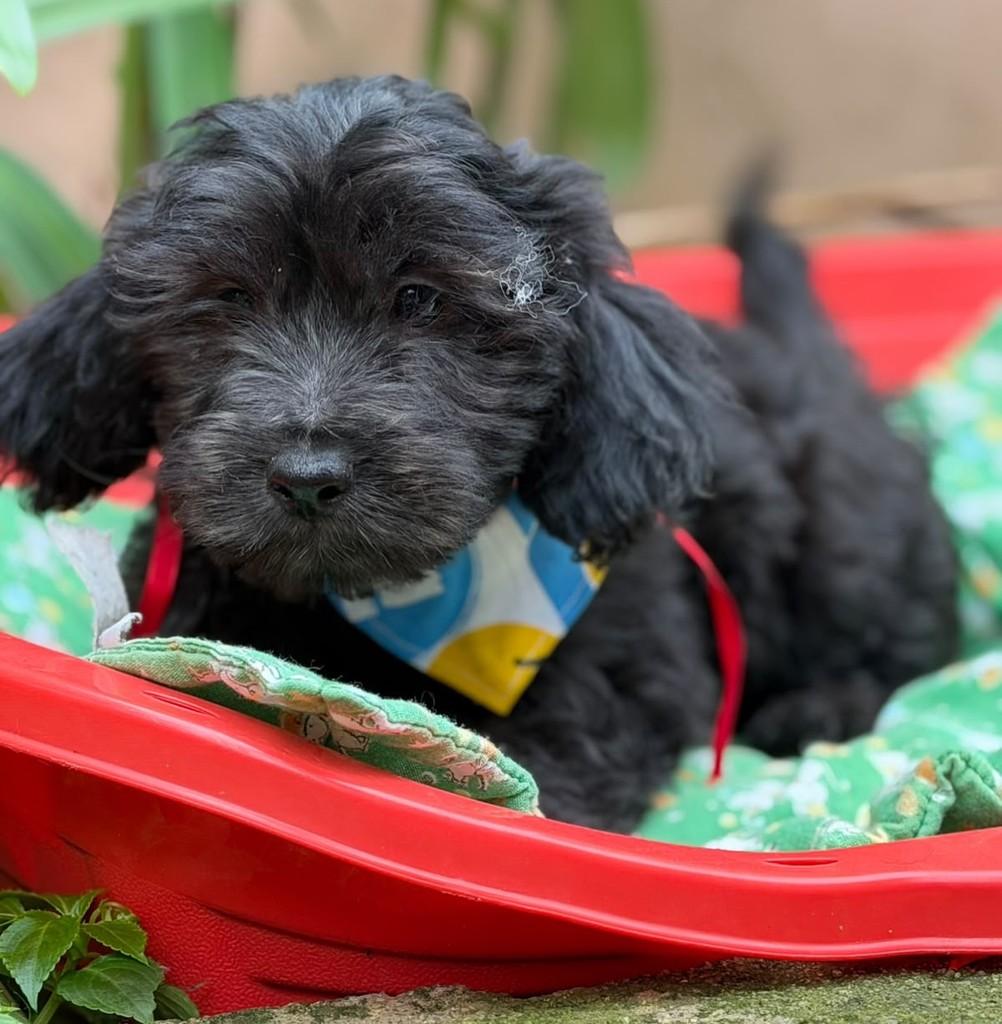 Amorito, cachorro de porte médio para adoção em Cotia - SP — foto 4 de 4