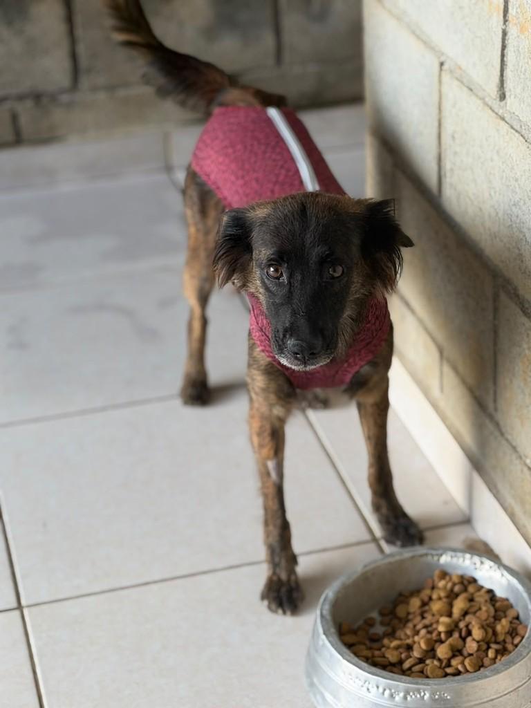 Morango, cadela de porte médio para adoção em Cotia - SP