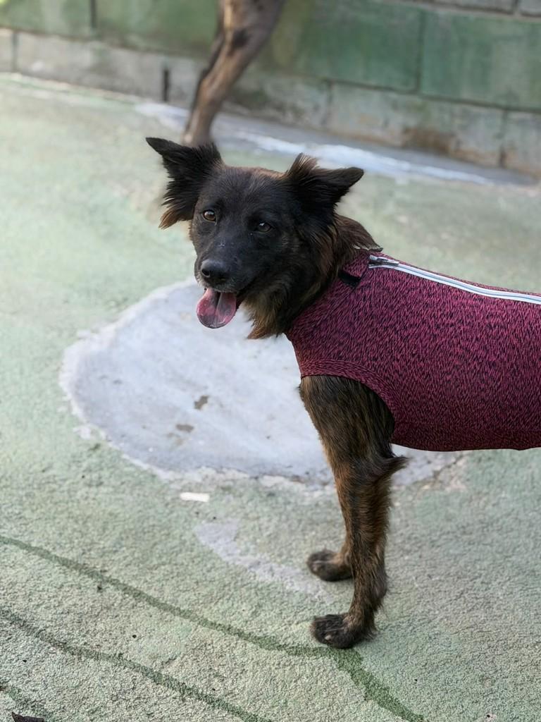 Morango, cadela de porte médio para adoção em Cotia - SP — foto 2 de 3