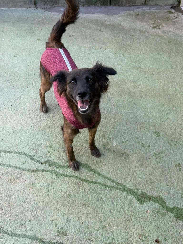 Morango, cadela de porte médio para adoção em Cotia - SP — foto 3 de 3