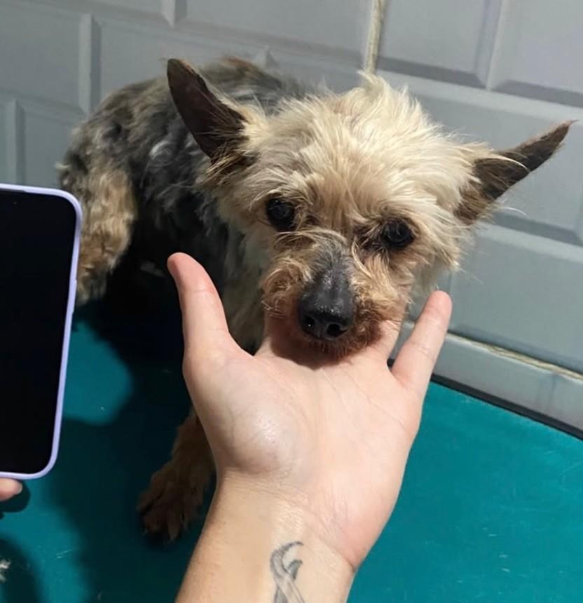 Phillip, cachorro de porte pequeno para adoção em São Paulo - SP