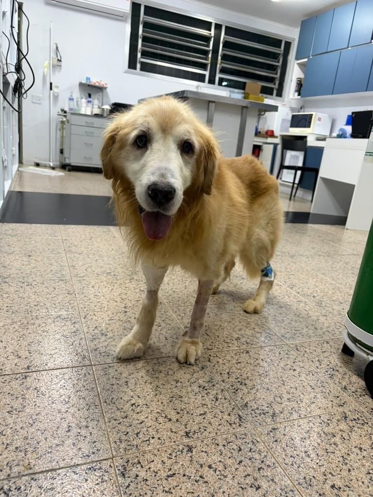 Johnny, cachorro de porte médio para adoção em São Paulo - SP