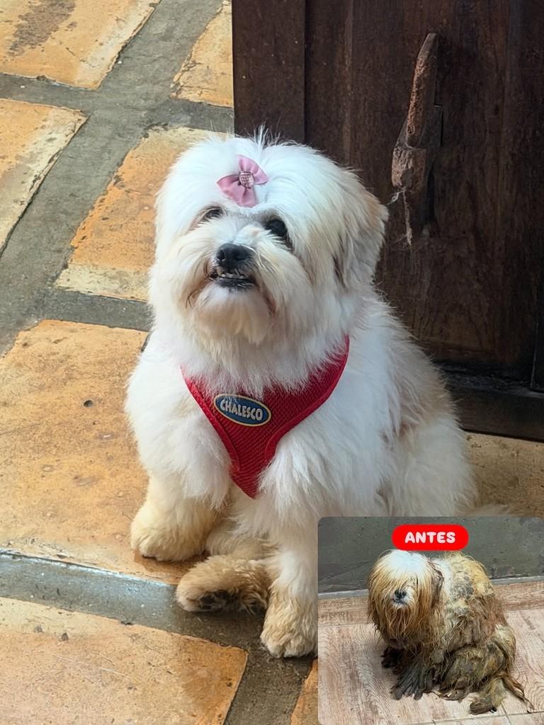Paris, cadela de porte pequeno para adoção em Cotia - SP