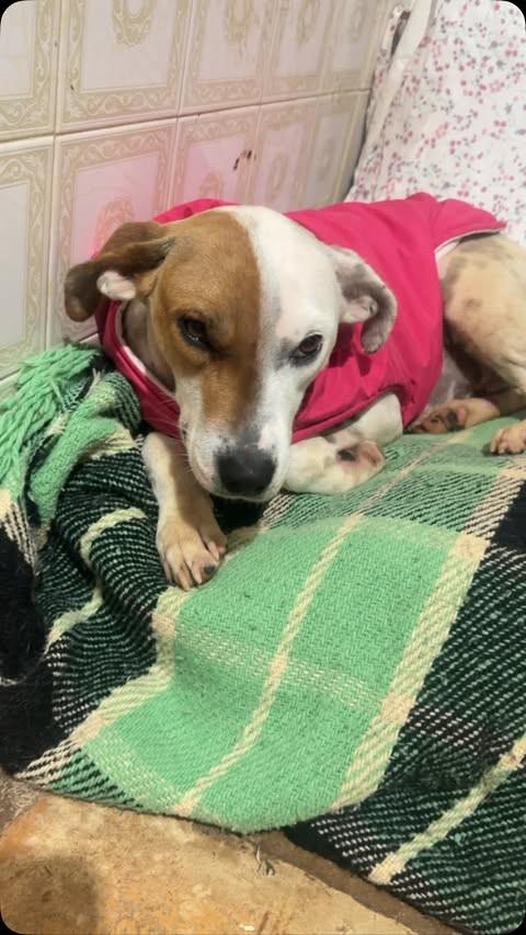 Julieta, cadela de porte médio para adoção em São Paulo - SP