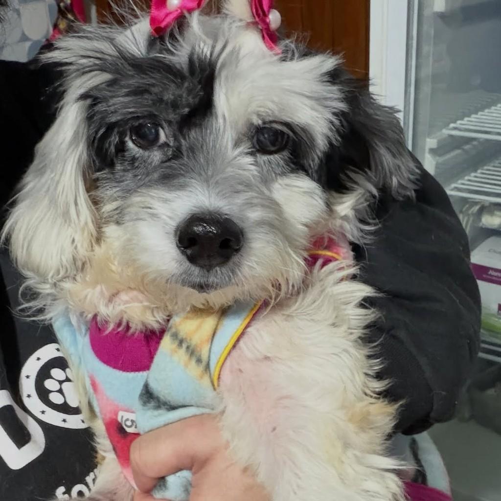 Luma, cadela de porte pequeno para adoção em Cotia - SP — foto 2 de 3