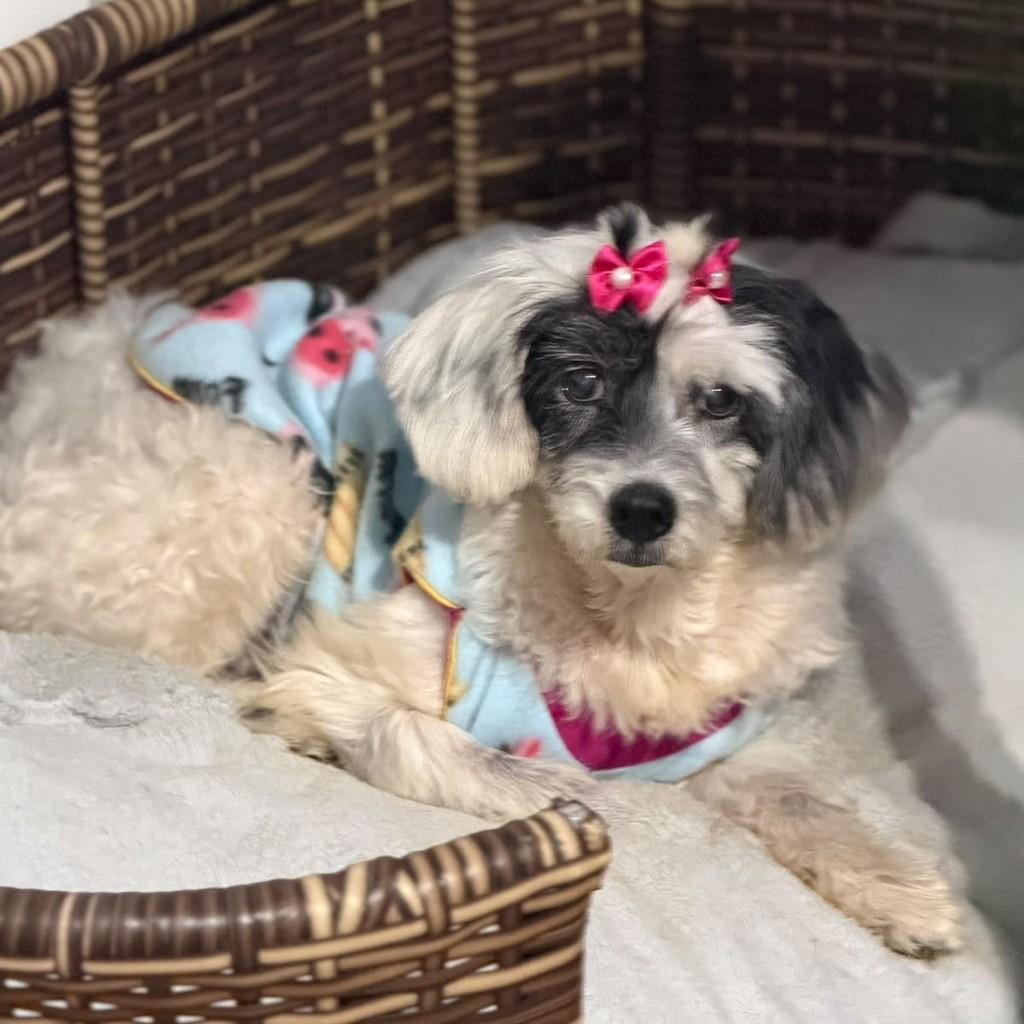 Luma, cadela de porte pequeno para adoção em Cotia - SP — foto 3 de 3