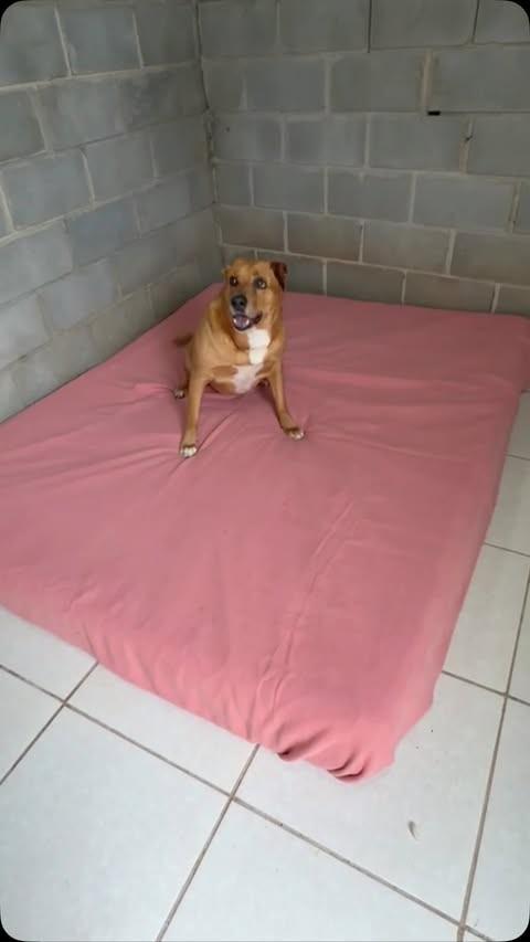 Leon, cachorro de porte médio para adoção em Cotia - SP