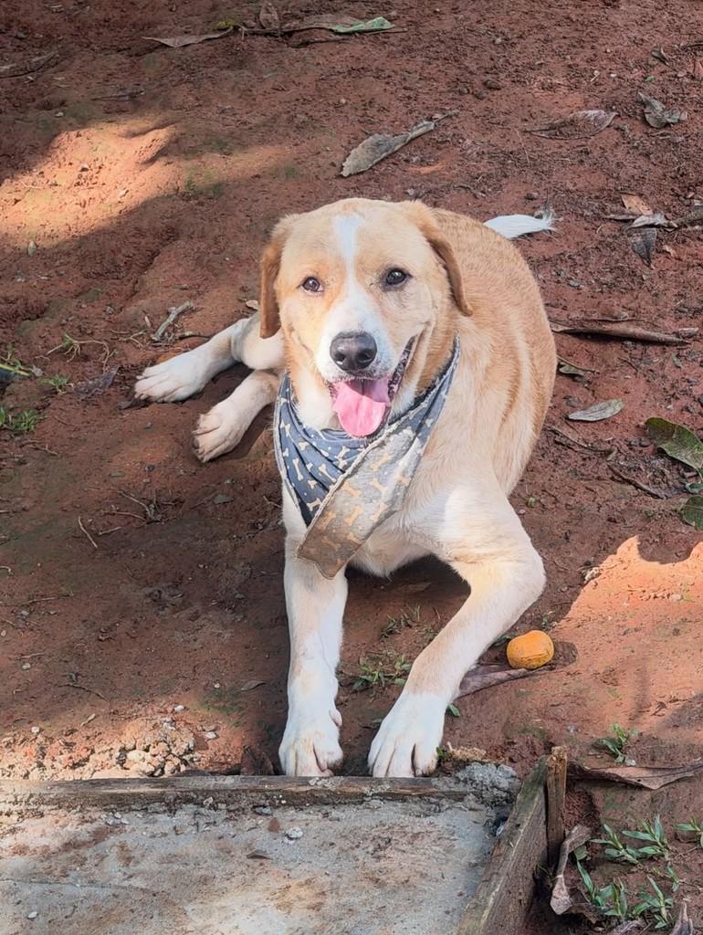 Luan, cachorro de porte grande para adoção em Cotia - SP